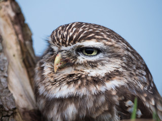 Little owl perched on at tree trunk