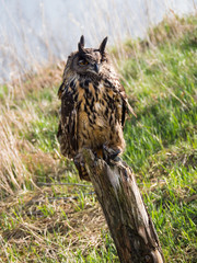 Eurasian Eagle Owl perched on a tree trunk