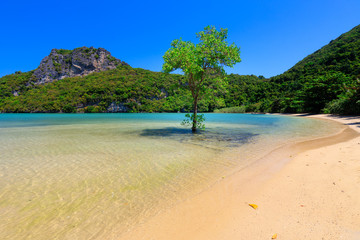 Alone mangrove tree in sea