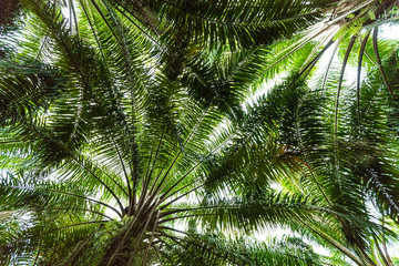 Oil palm tree plantation