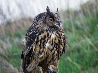 Eurasian Eagle Owl perched on a tree trunk