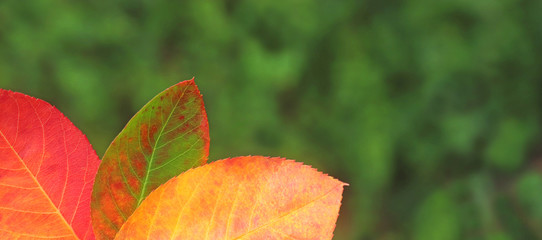 web banner with multi colored autumn leaves