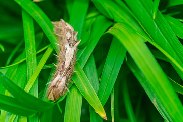 Morpho peleides caterpillar, on green leaves