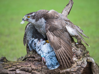 Hybrid falcon devours his dead pigeon prey