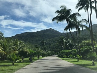 Fototapeta premium Beautiful path between palm trees
