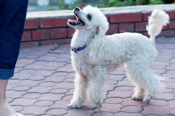 Peach pygmy poodle on a walk in the park.