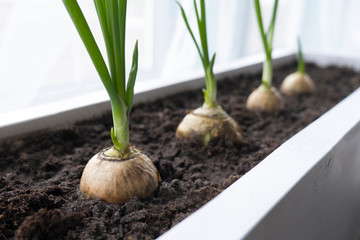 Close-up of green onion sprouts in the ground growing on a garden bed in a home garden