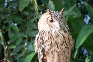 Owlaceae - Bengal Eagle Owl