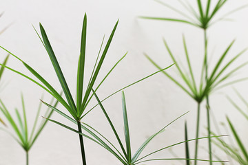 Obraz premium Cyperus esculentus, Straw Colored Flatsedge