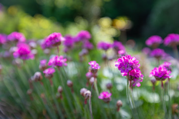 Pink flowers on blurred background with bokeh