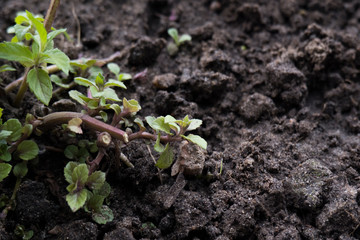 Close-up of green shoots on dark ground. Natural background