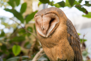 Owlaceae - Bengal Eagle Owl
