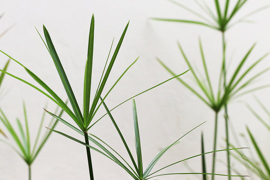 Cyperus esculentus, Straw Colored Flatsedge