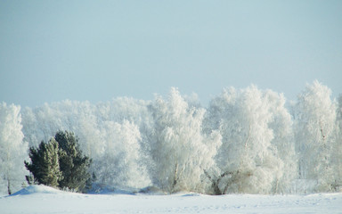 Winter snow forest background Landscape cold nature with trees