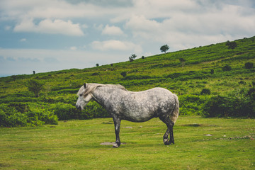 Fototapeta premium Dartmoor pony in meadow with hill behind