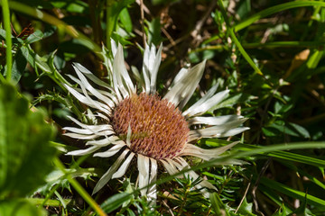 Alto Adige Flora sunny day outdoor