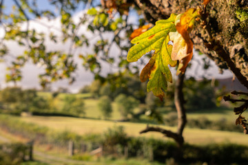 close up of autumn leaf with country side in background