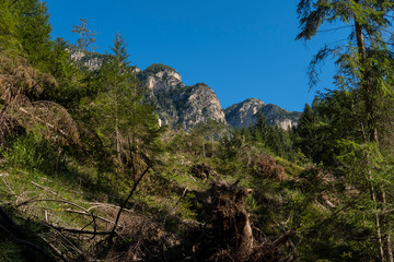 Alto Adige Flora sunny day outdoor