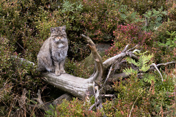 Wildkatze