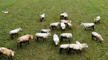 Obraz premium Aerial view of cows herd grazing on pasture field, top view drone pov , in grass field these cows are usually used for dairy production.