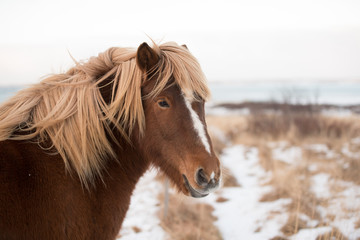 Icelandic horse in snow