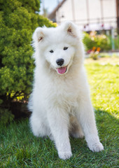 White Samoyed puppy dog is sitting on green grass