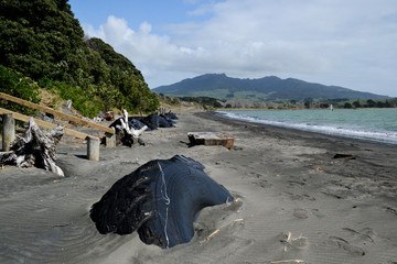 Abandoned big tires buried under the sand on a beach in New Zealand