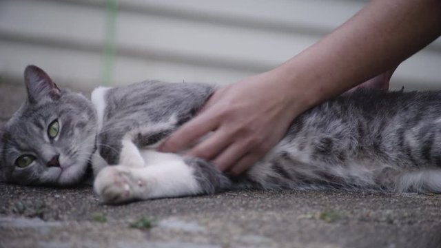 Close up of hands stroking a grey and white cat.