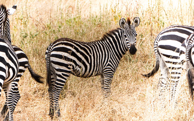 Cebra Tarangire National Park Africa