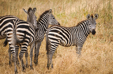 Fototapeta na wymiar Cebra Tarangire National Park Africa
