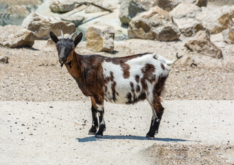 Goat on rocky soil