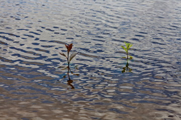 Plants in the flood in shallow water.