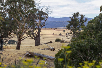 Tasmanian country landscape in summer 