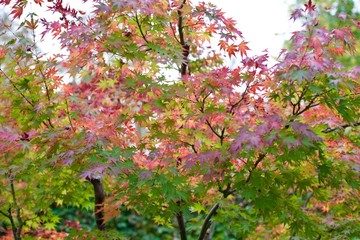 Japanese Maple in early fall
