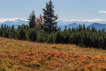 Herbstfarben der Blaubeeren Str&auml;ucher auf der Alm