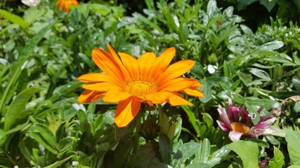 flowers of tropical india