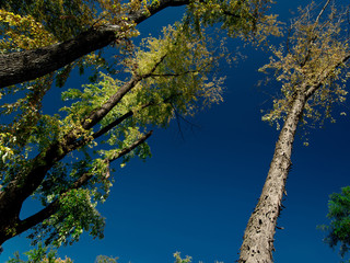 old maple tree against the sky in autumn
