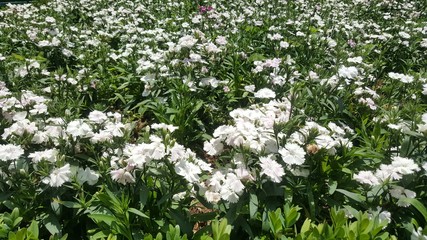 Flowers and Garden in tropical india