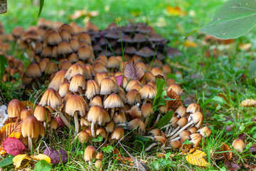 Pilze im Garten im Herbst auf feuchtem Boden