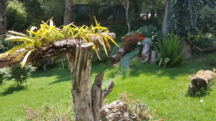 Flower Garden in Tropical India