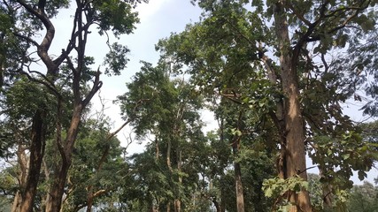 Tropical Forest of South India