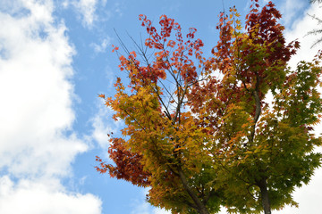 Autumn leaves - The colorful leafs in autumn.