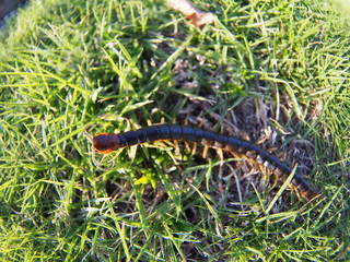 Centipede walking on the lawn