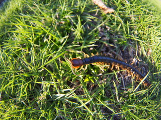 Centipede walking on the lawn