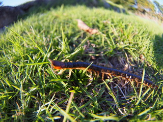 Centipede walking on the lawn