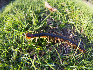 Centipede walking on the lawn