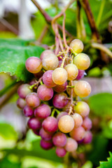 ripening green grapes hanging on the branches of grapes 