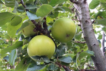 fly agaric  fly amanita mushroom in forrest fall