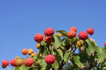 Many colorful red and orange cornus kousa berries on a green dogwood tree in the autumn sunlight and blue sky