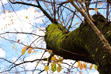 Autumn leaves and moss